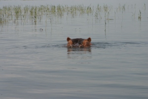 These hippos can be kinda scary if they get too close!