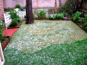 crazy hailstorms... the size of marbles!